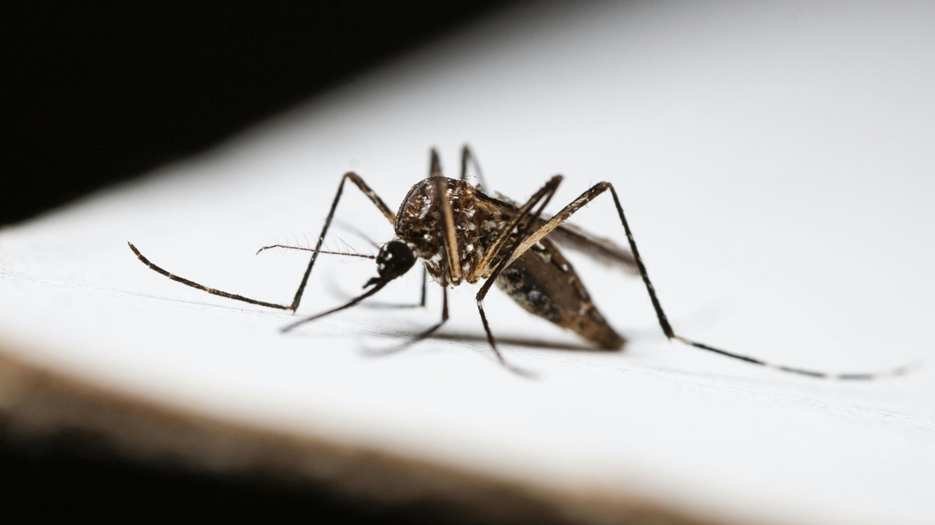 Malaria
