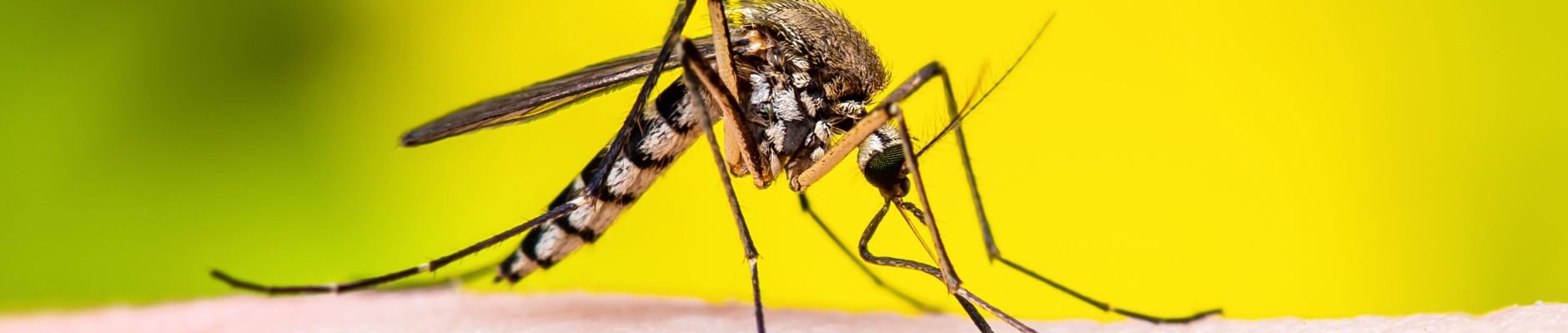 Yellow Fever: The One Vaccine You Might Need Just to Enter a Country