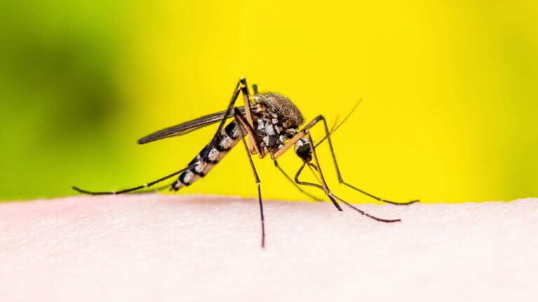 Yellow Fever: The One Vaccine You Might Need Just to Enter a Country